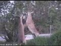 Briga no Ol�mpico (Irmandade V�io Rosa)