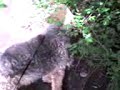 Bobby The Airedale Enjoys His Favourite Snack  Arthritis Aspirin