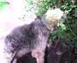 Airedale Terrier video