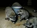 videos de Raccoon Babies Eating Blueberries