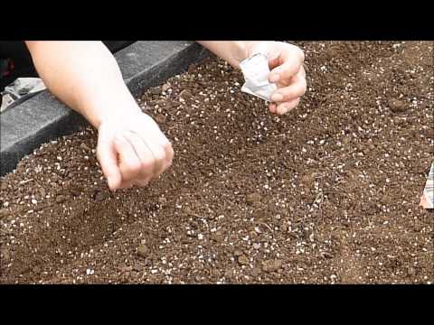 how to replant carrots