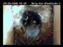 Five Hungry Nestlings to feed!