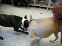 Pit Fight!!! Pit Fight!!!