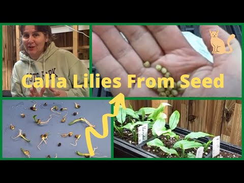 how to replant calla lily