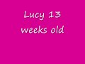 Lucy The Boxer puppy 13 weeks old