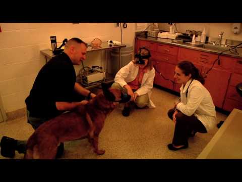 how to perform eye exam