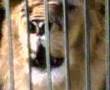 ALLAH D�YEN ASLAN 3