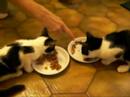 Spikey & Chalky Kittens Eating