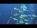 Batfish of Koh Tao