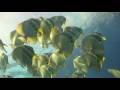 videos de Batfish of Koh Tao