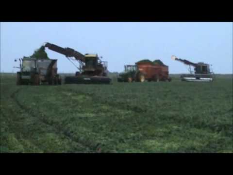 how to harvest spinach