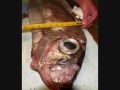 Strange Things In The World