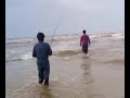 Barramundi