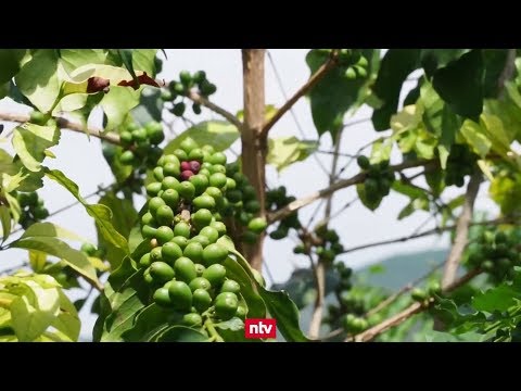 Chinas größte Kaffeeplantage in der Region Yunnan: Die ...
