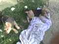 dogs dogs