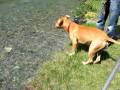 videos de lapo al torrente