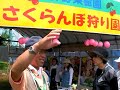 sakuranbo 2008???????????????????????? sakuranbo 2008????????????????????????