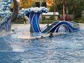 Dolphin Dance Dolphin Dance
