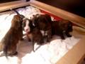 Cay's pups lopen alweer