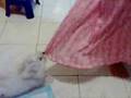 Briana The Maltese