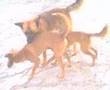 buena pelea de perros del vela, y un metiche