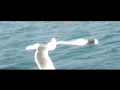 Bird Feeding Bird Feeding
