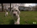 English Setter