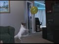 Jack Russell and the balloon