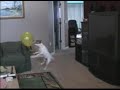 Jack Russell and the balloon