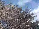 Surjo under sakura Surjo under sakura