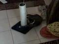 bella the cat playing around
