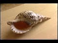 Le Meridien Spa & Resort Limassol ( Part 4 of 7 )