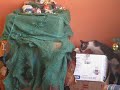 Era Pesebre antes de que las patas de #unagotadetigre pasaran por encima