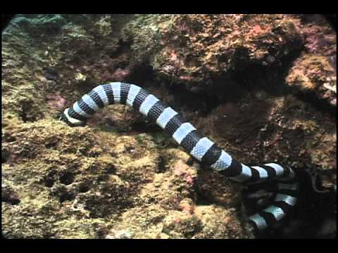 Sea Snake eating Moray Eel, Fiji (Laticauda colubrina vs. Gymnothorax sp.)