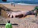 Dead Sperm Whale Buried at Dixon Park Beach Newcastle, NSW.