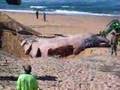 Dead Sperm Whale Buried at Dixon Park Beach Newcastle, NSW.