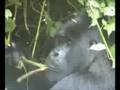videos de Last of the Mountain Gorillas