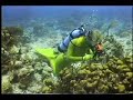 Caribbean Mermaid Diver