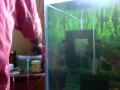 flowerhorn.mp4