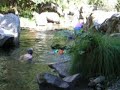 Josh Jumping in the River