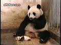 El Estornudo de un Oso Panda