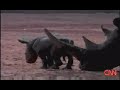 Baby rhino makes big debut Baby rhino makes big debut