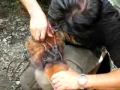 Tiger rescue Belum, Malaysia