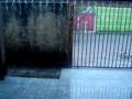 videos de Tempestade Forti