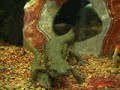 Loach & Newt &・・・ドジョウとイモリは仲良く食事。しかしそこに・・