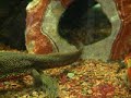 Loach & Newt &・・・ドジョウとイモリは仲良く食事。しかしそこに・・
