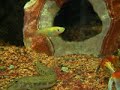 Loach & Newt &・・・ドジョウとイモリは仲良く食事。しかしそこに・・