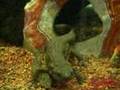 Loach & Newt &・・・ドジョウとイモリは仲良く食事。しかしそこに・・