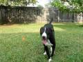 videos de Stinger being Stinger