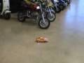 RC Racecar